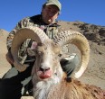 Sheep and Ibex hunting 