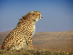 Asiatic cheetah