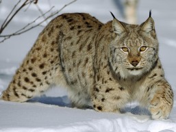 Eurasian lynx