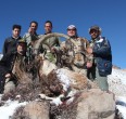 Sheep and Ibex hunting 