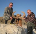 Sheep and Ibex hunting 