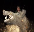 Wild Boar