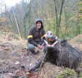 Wild Boar