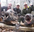 Wild Boar