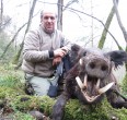 Wild Boar