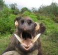 Wild Boar