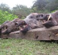 Wild Boar