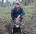 Wild Boar
