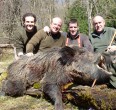 Wild Boar