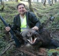 Wild Boar