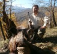 Wild Boar