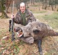Wild Boar