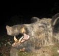 Wild Boar