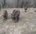 Wild Boar