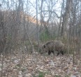 Wild Boar