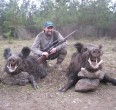 Wild Boar