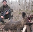 Wild Boar