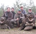 Wild Boar