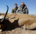 Gazelle