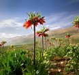 Landscapes