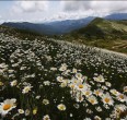 Landscapes