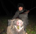 Wild Boar