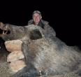 Wild Boar