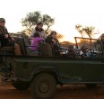 Safari