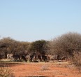 Safari