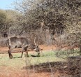 Safari