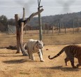Safari
