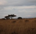 Safari