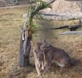 Safari