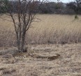 Safari