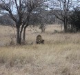 Safari