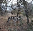 Safari
