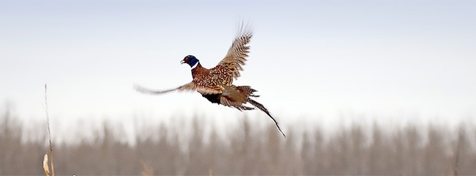 Bird Hunting Bird Hunting
