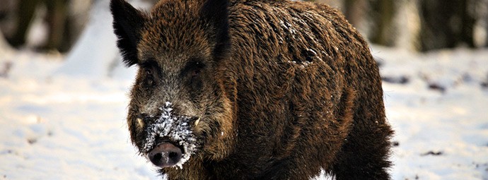 Independent Wild Boar Independent Wild Boar
